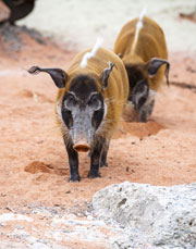 Neue Außenanlage für Pinselohrschweine (©Foto: Tierpark Hellabrunn, Marc Müller)